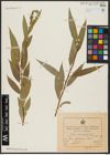 Foto von Salix acmophylla Boiss.